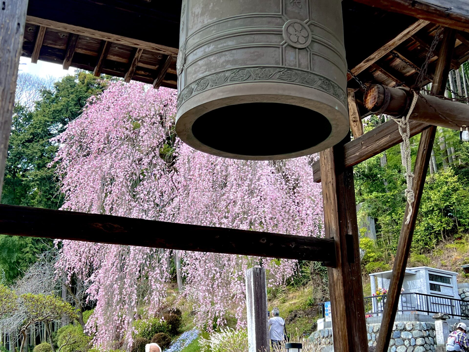 梅岩寺の桜