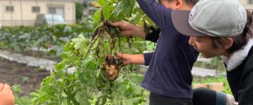 ジャガイモの苗植え体験inアトリエkiki