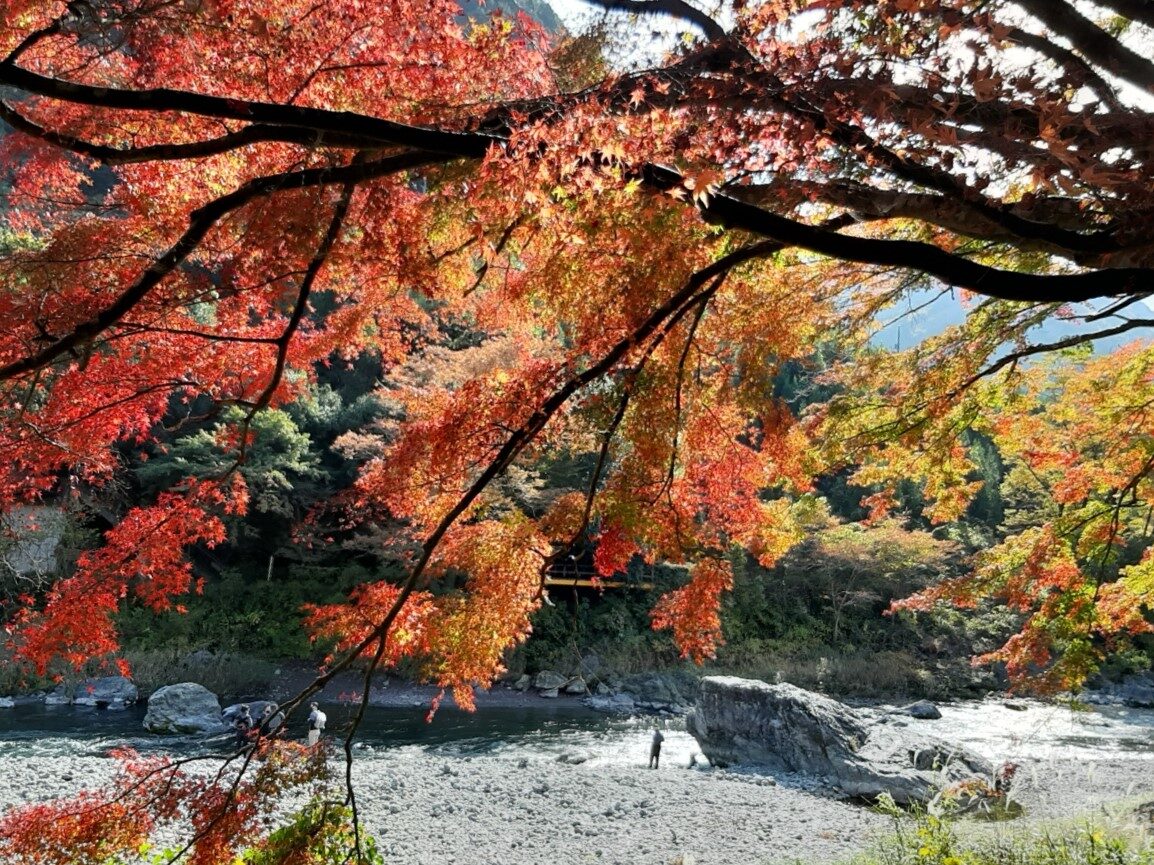 紅葉と多摩川