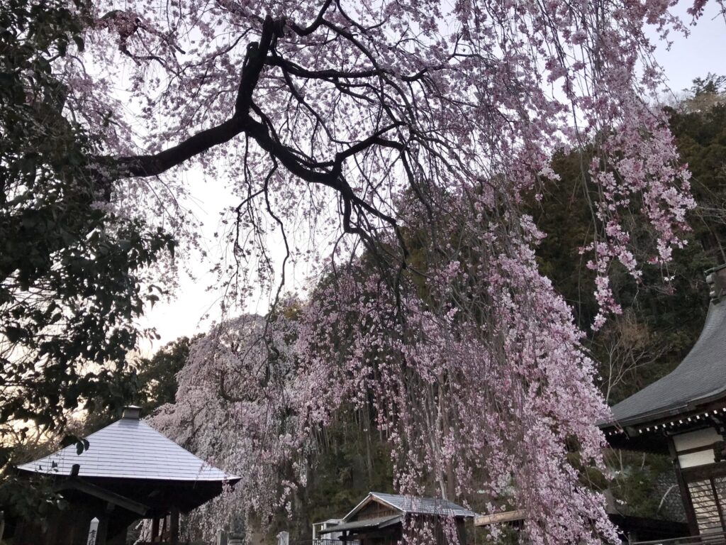 青梅　梅岩寺　枝垂れ桜