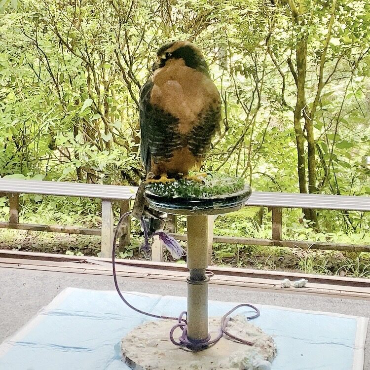 青梅 御岳山 ハヤブサ