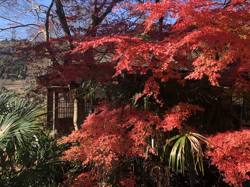 沢井マウンテンカフェ 庭 紅葉