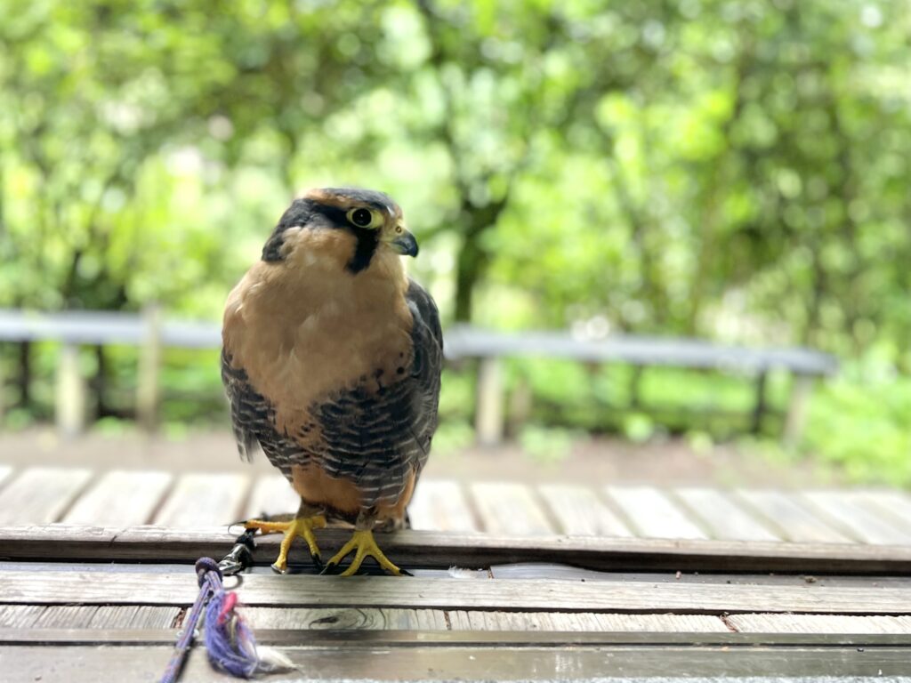青梅 御岳山 鷹匠 ハヤブサ
