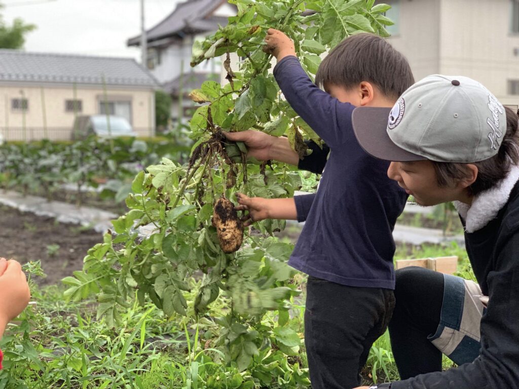 青梅　アトリエkiki じゃがいも掘り