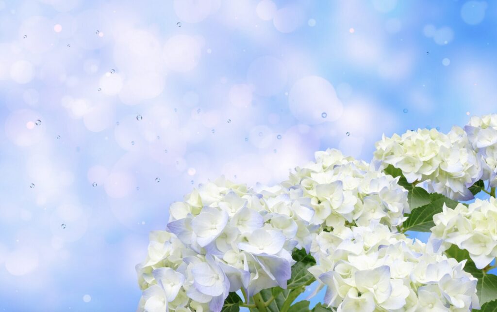 青空 紫陽花