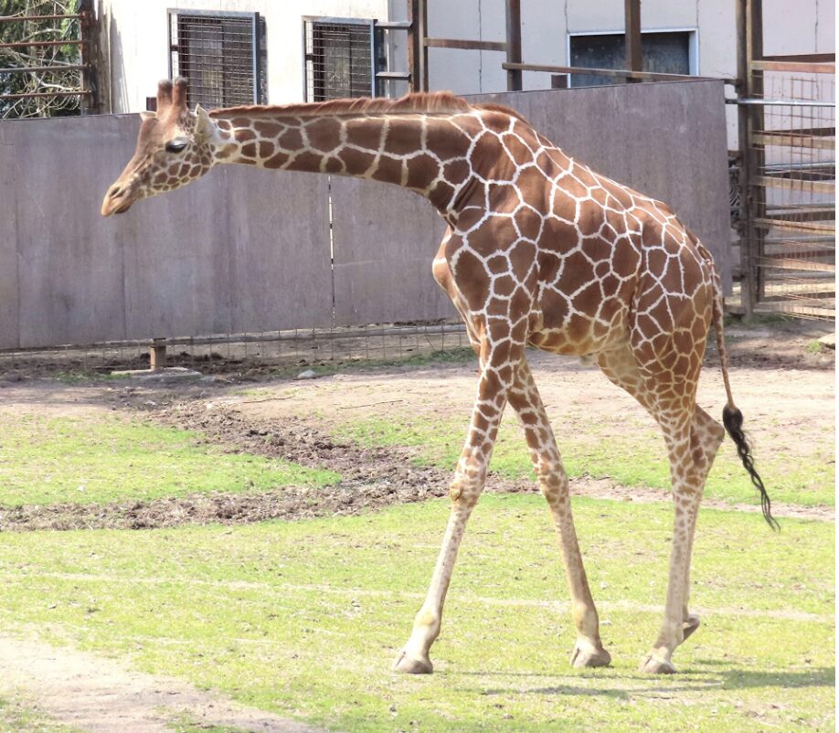 動物園 キリン