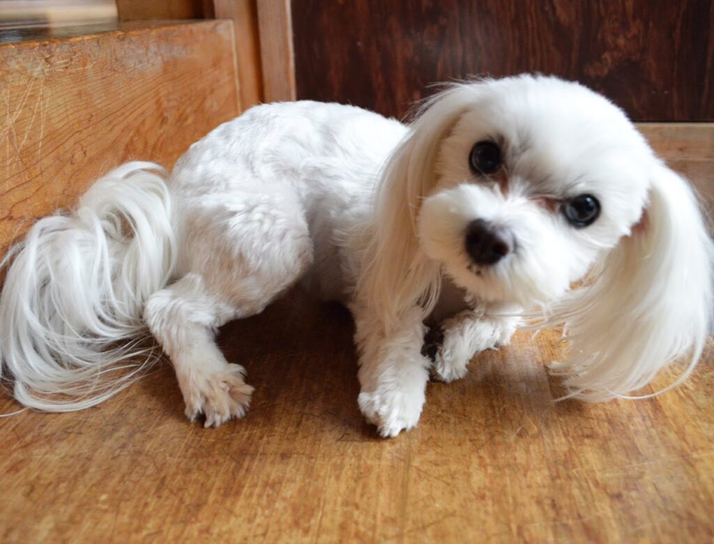御岳山　片柳荘　犬