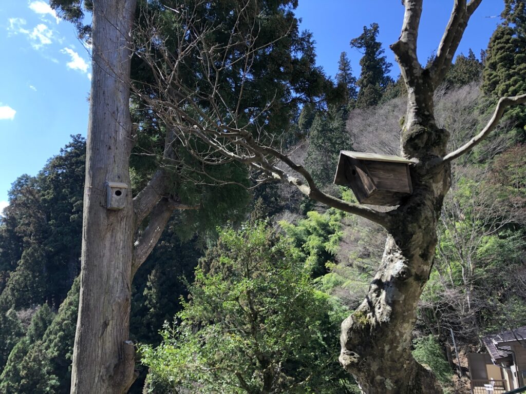 御岳山　駒鳥山荘　野鳥　ムササビ　　巣箱