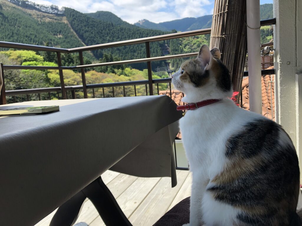 青梅　御岳山　やお九　猫
