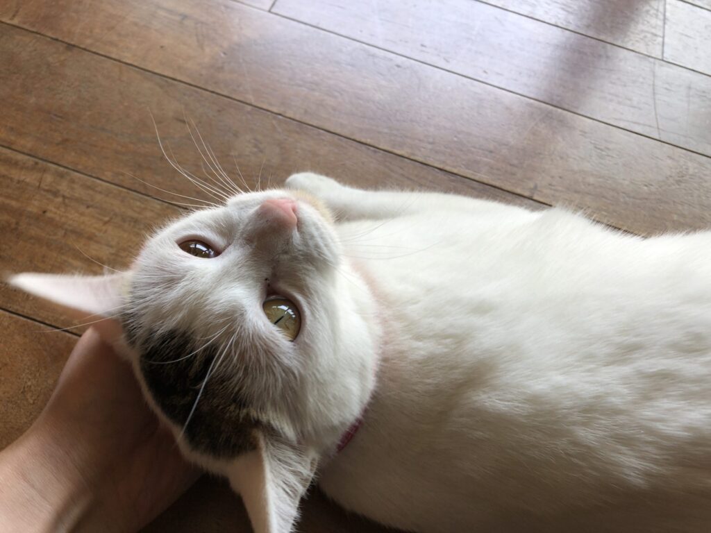 青梅　御岳山　やお九　猫