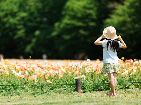夏　女の子　花畑