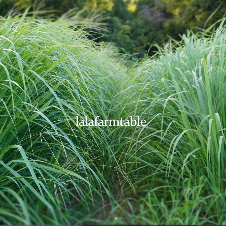 lalafarmtable2