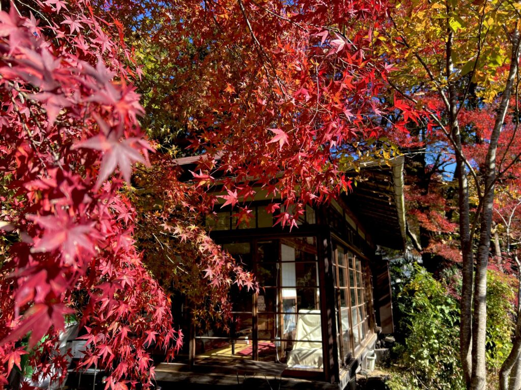 紅葉最盛期の沢井マウンテンカフェ
