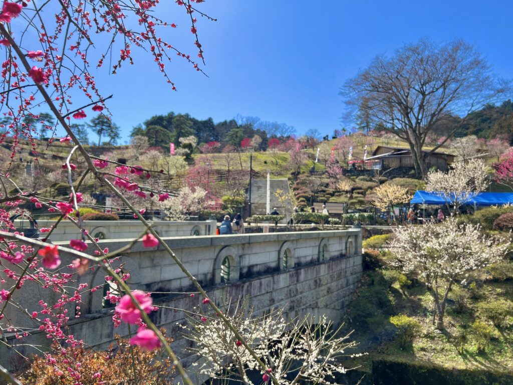 梅の公園