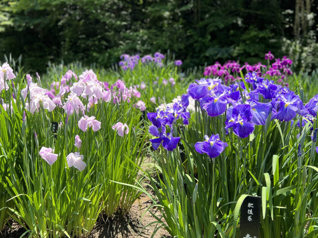 吹上しょうぶ公園6