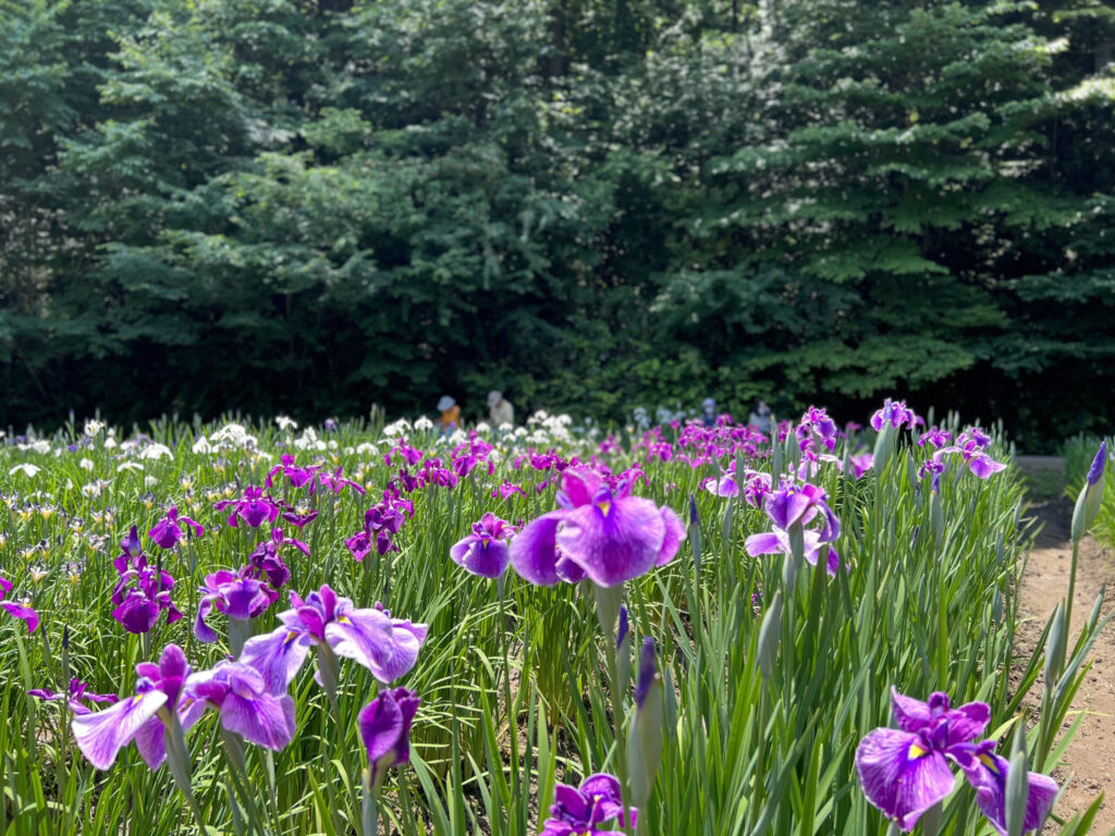 吹上しょうぶ公園4