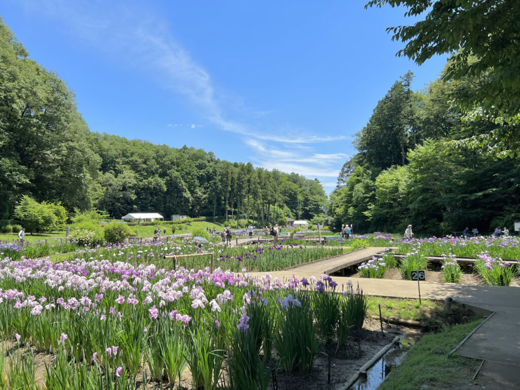吹上しょうぶ公園3