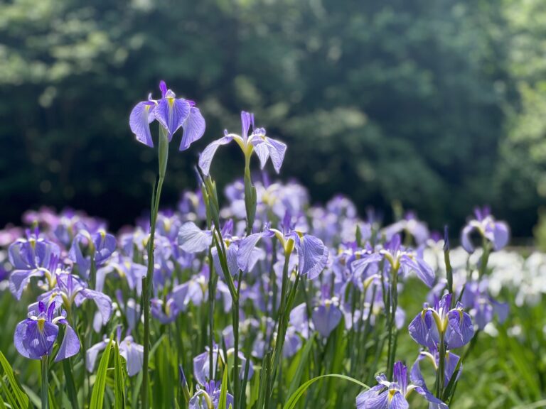 吹上花しょうぶ祭りイメージ