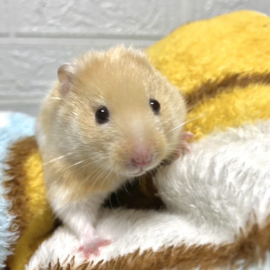 ハムスター