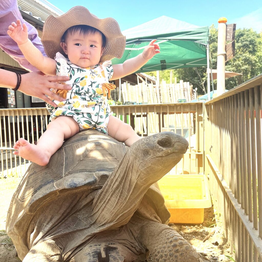 ゾウガメと赤ちゃん