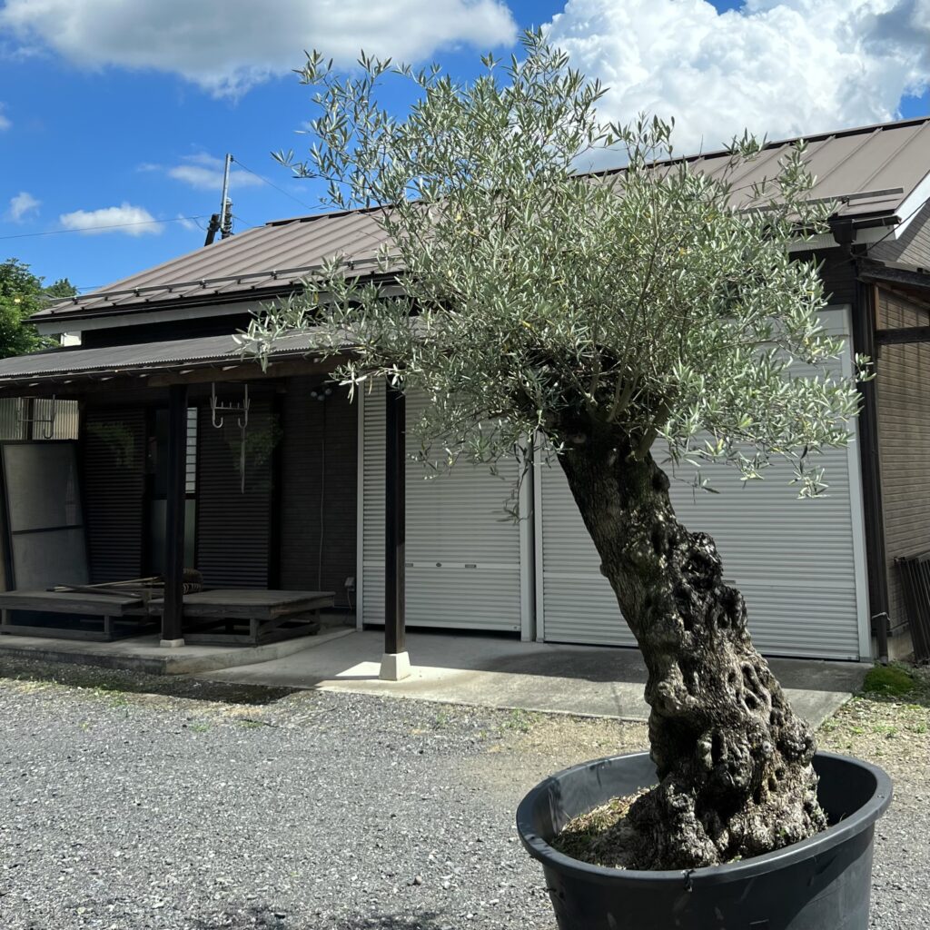 青梅 カフェ maru.+BEANS CAFE オリーブの鉢植え