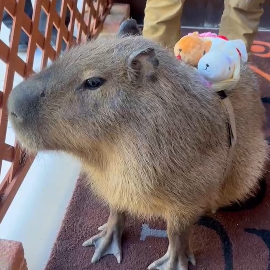 カピバラ