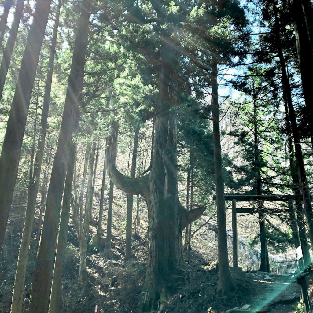 天狗の腰かけ杉