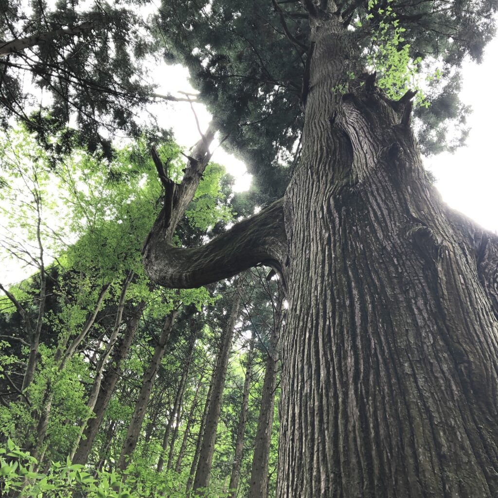 天狗の腰かけ杉