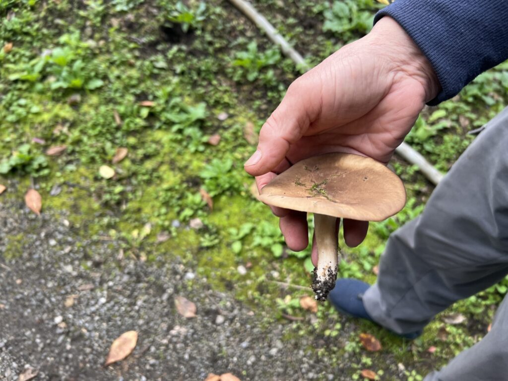 青梅 内沼きのこ園 原木栽培 しいたけ