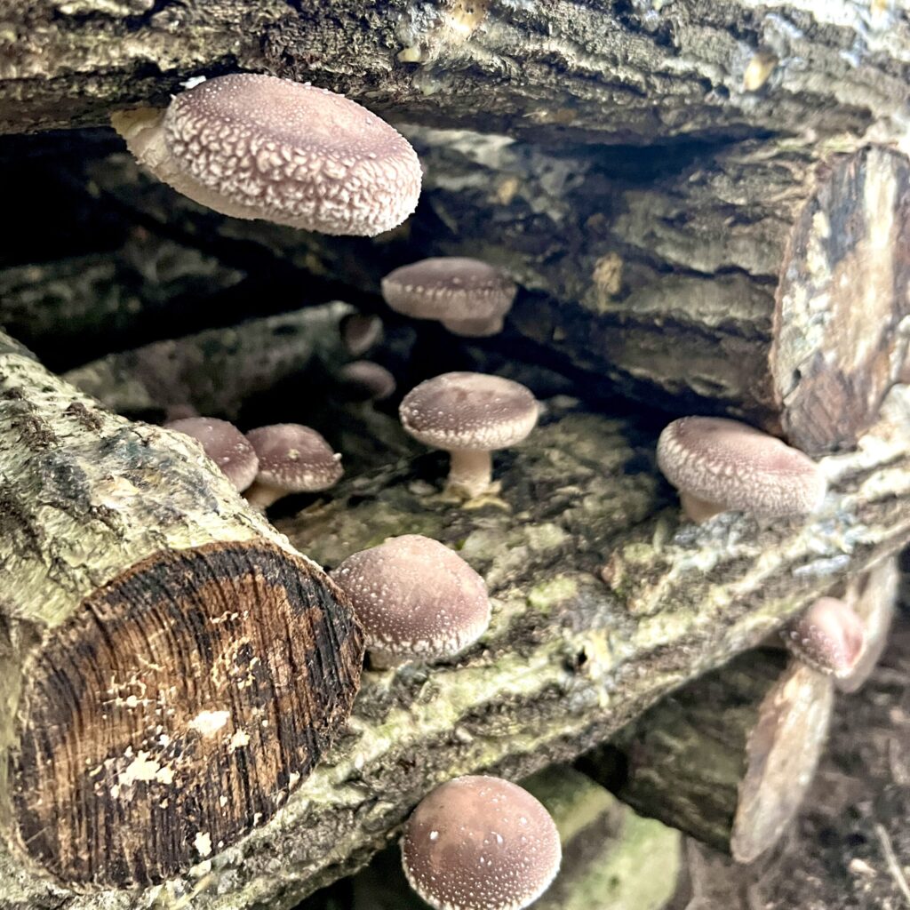 青梅 内沼きのこ園 原木栽培 しいたけ