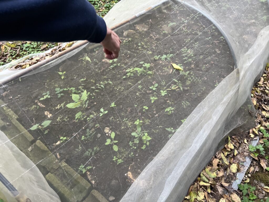 青梅 内沼きのこ園 原木栽培 しいたけ