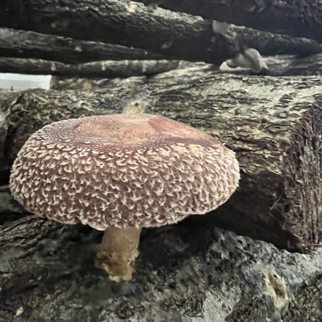 青梅 内沼きのこ園 原木栽培 しいたけ