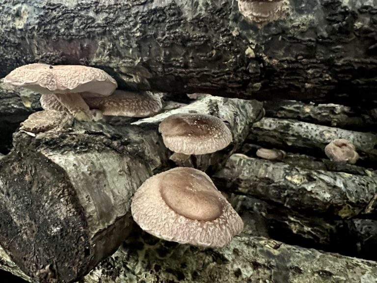 青梅 きのこ園 内沼きのこ園