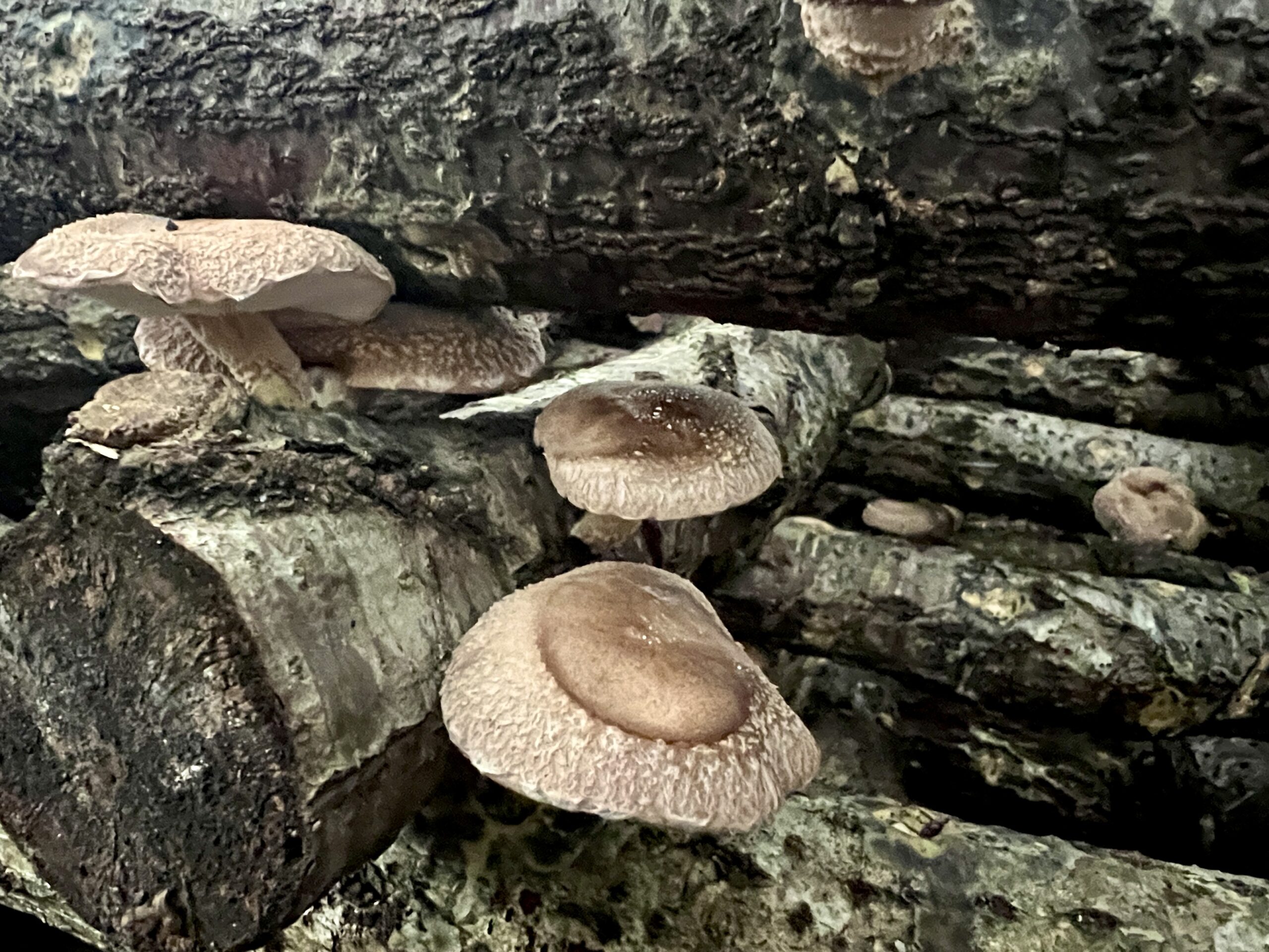 青梅 きのこ園 内沼きのこ園