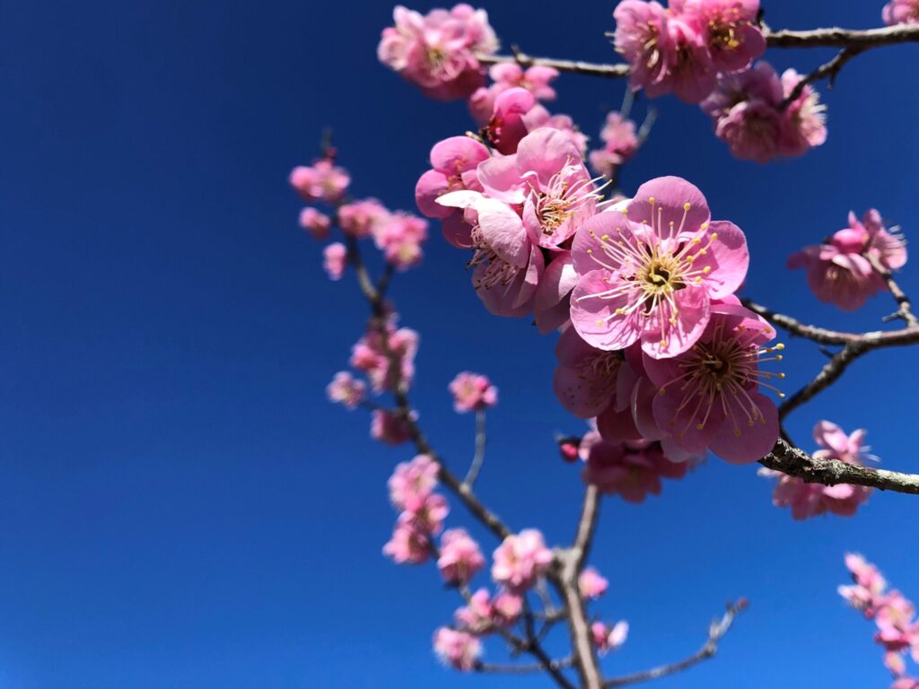 吉野梅郷　梅