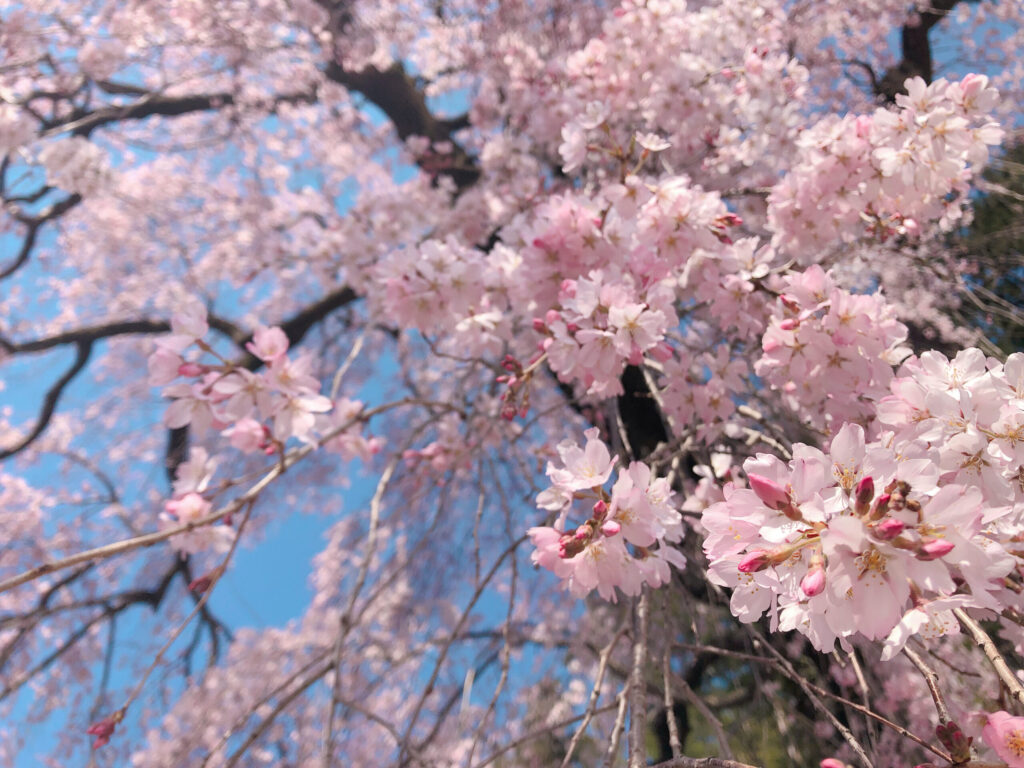 梅岩寺のしだれ桜