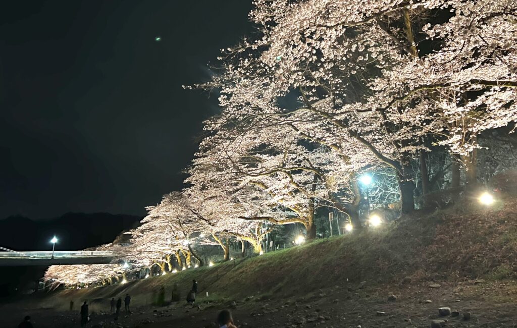 釜の淵公園　桜並木ライトアップ