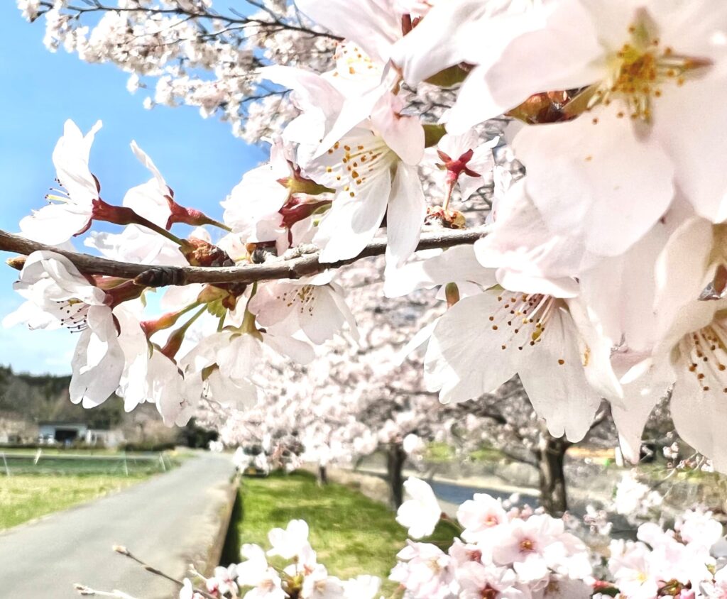 成木川のほとりの桜並木