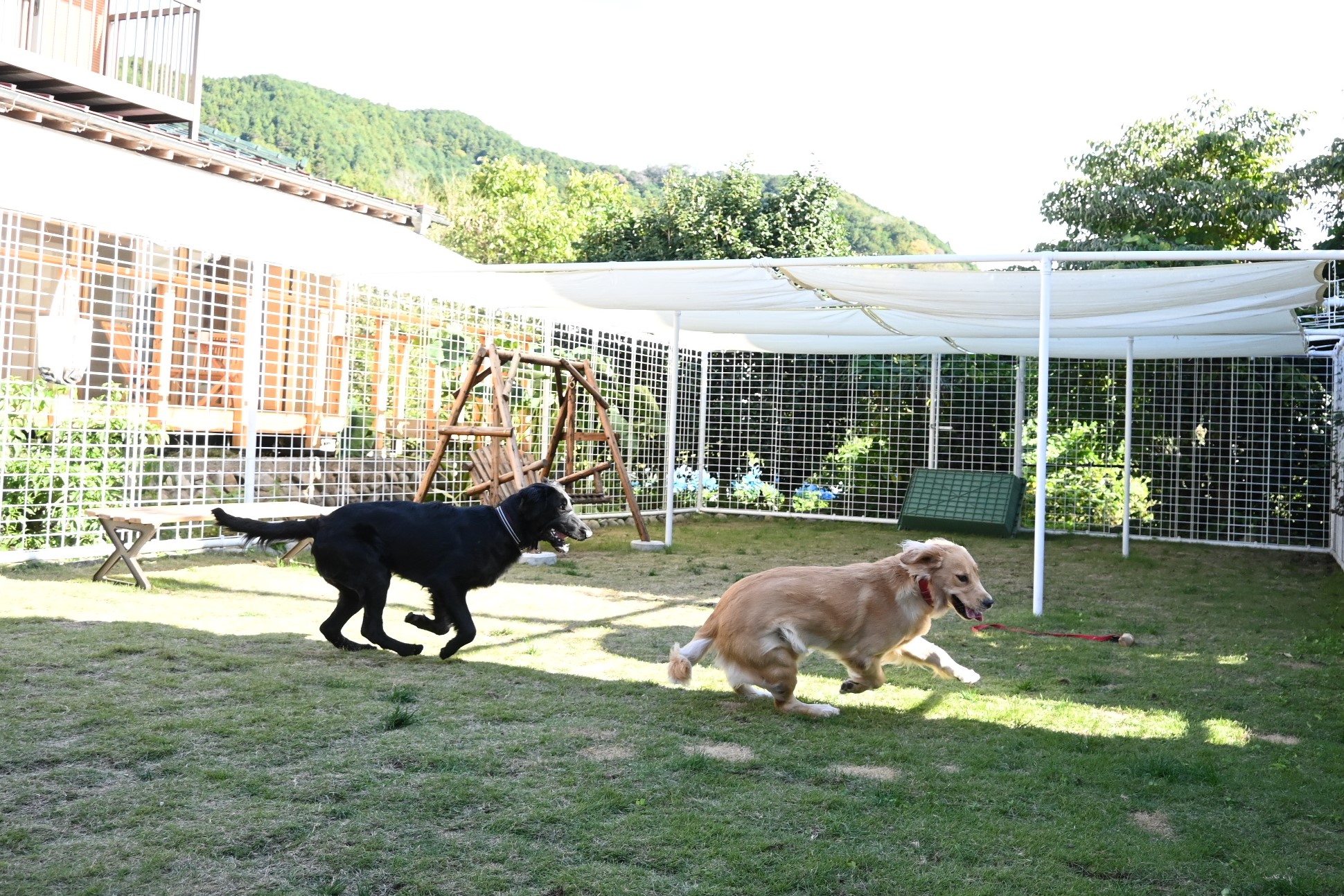 モカわんランド 青梅 梅郷